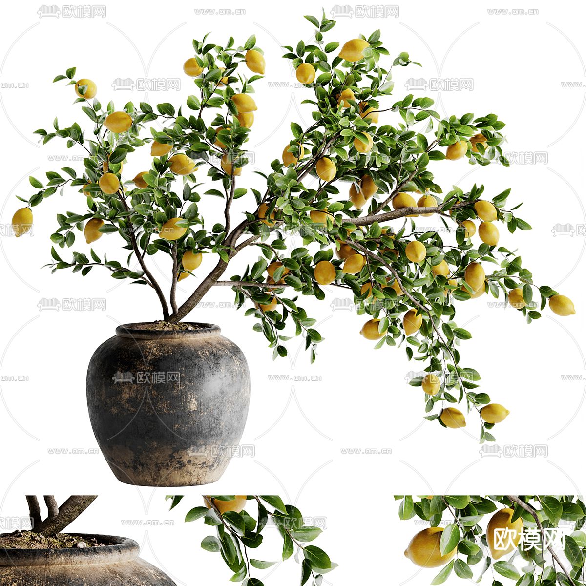 柠檬树盆栽3d模型下载（渲染图1）