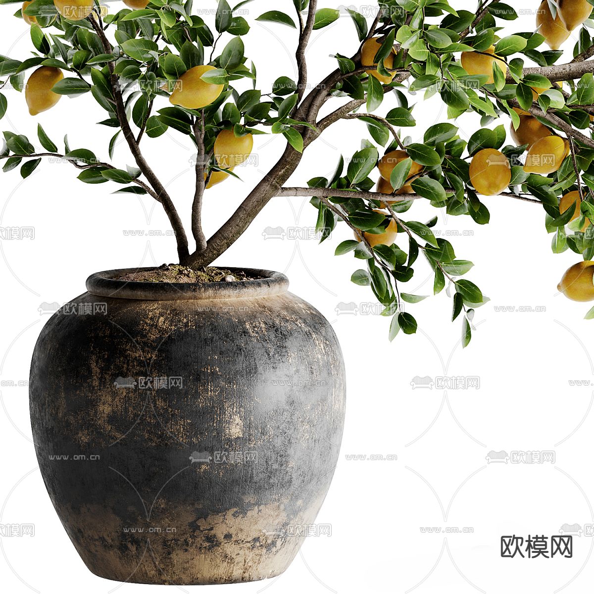 柠檬树盆栽3d模型下载（渲染图2）