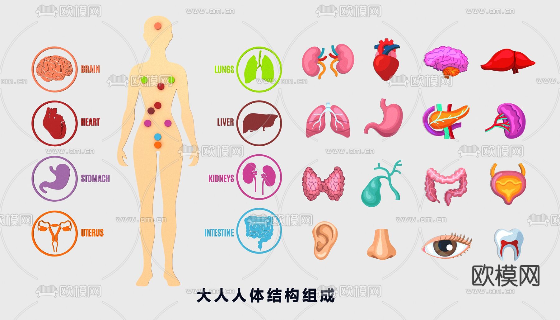 人体器官 骨骼 血管 医学构造图su模型下载（渲染图1）