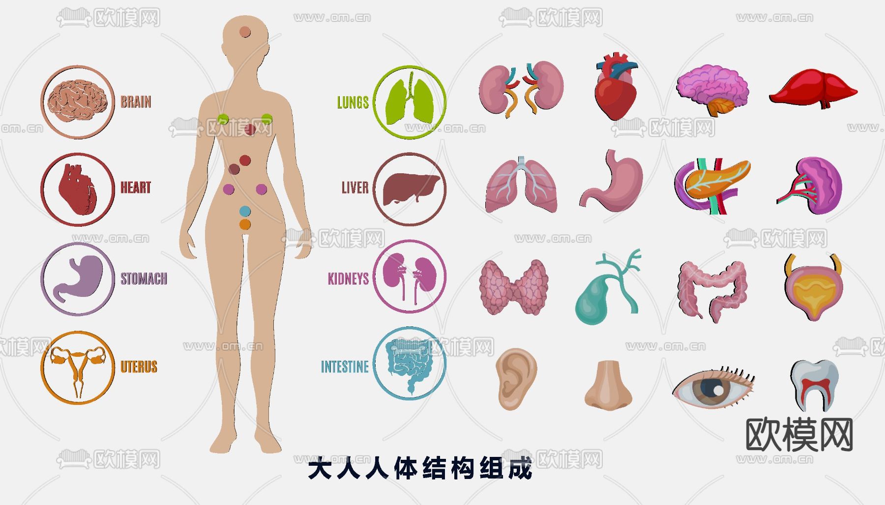 人体器官 骨骼 血管 医学构造图su模型下载（渲染图2）