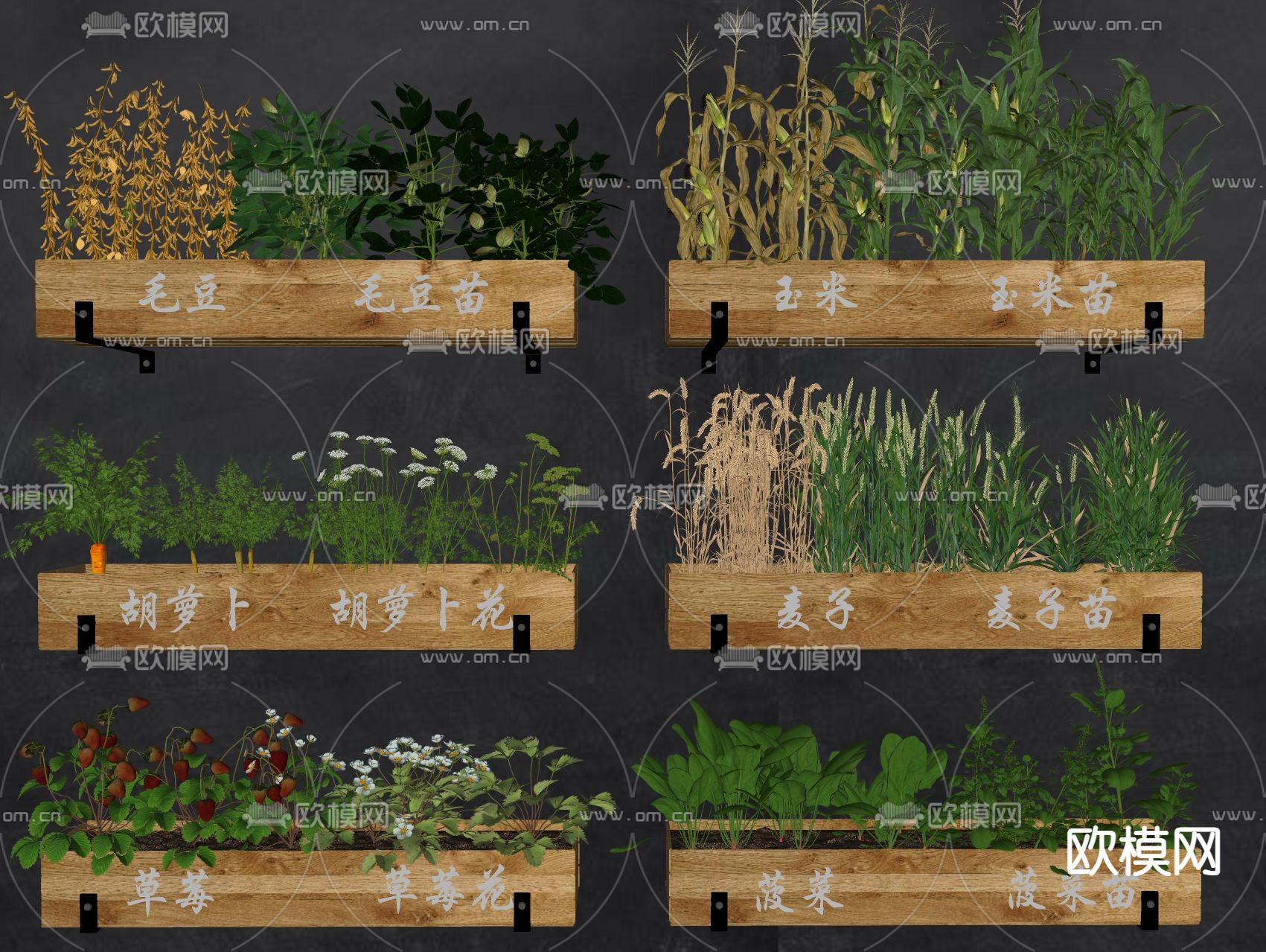 农作物 蔬菜箱 玉米 麦子 草莓 胡萝卜 毛豆 菠菜su模型下载（渲染图2）