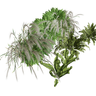  绿植植物 芦苇 狗尾巴草su模型 