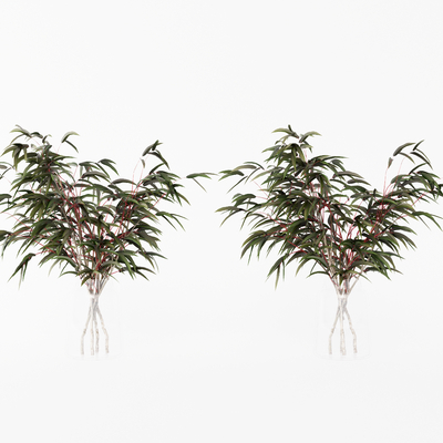  水培绿植 水生植物su模型 