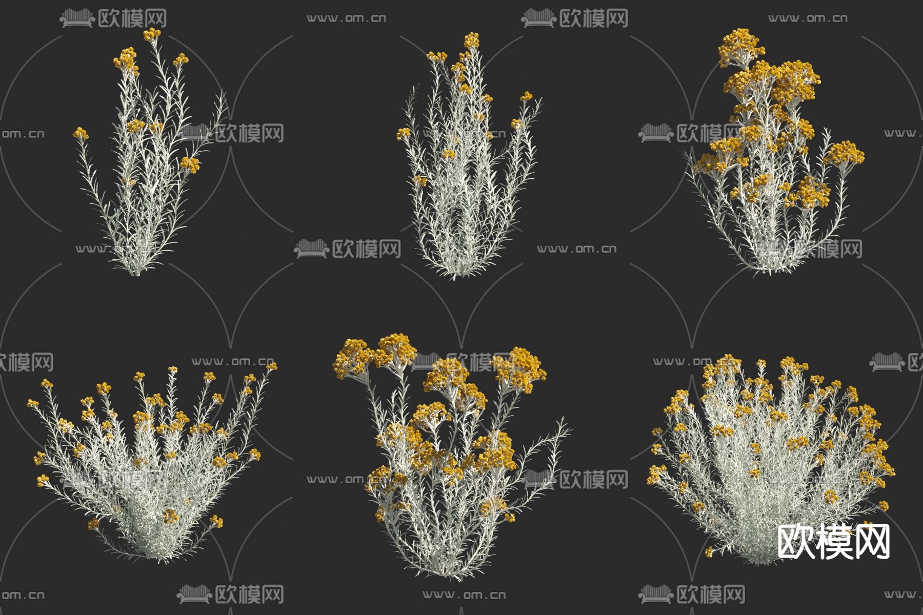 永久花 花草3d模型下载