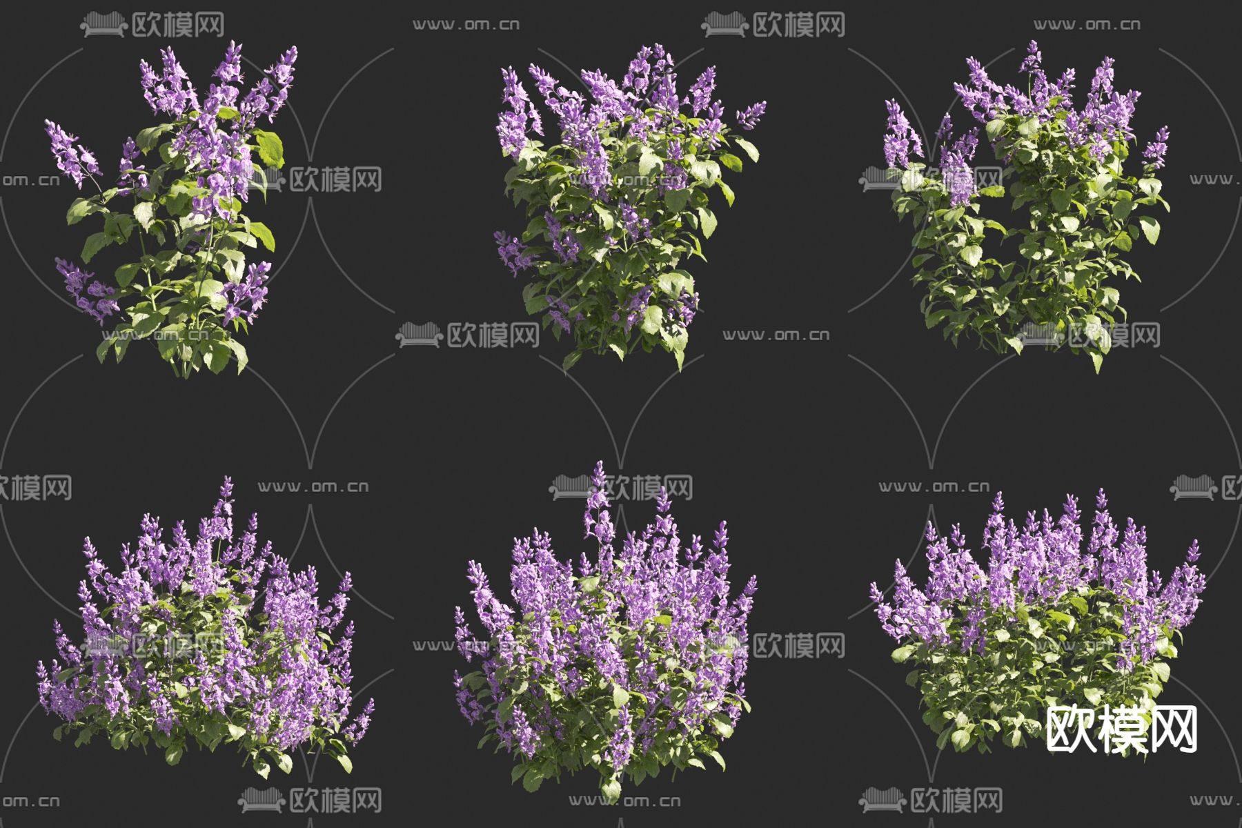 紫凤凰 莫纳熏衣草 花草3d模型下载