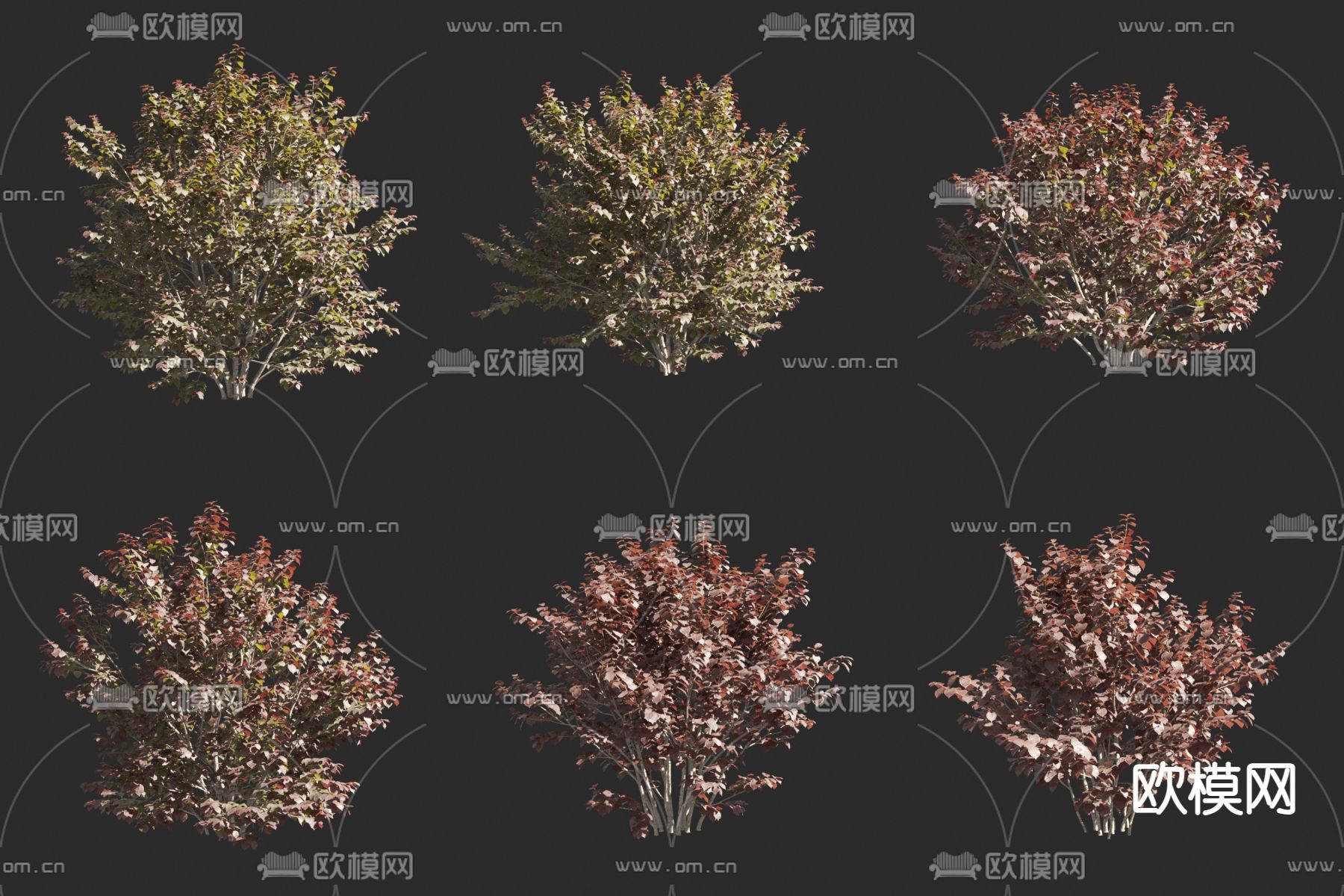 紫叶大果榛 紫叶榛 灌木3d模型下载