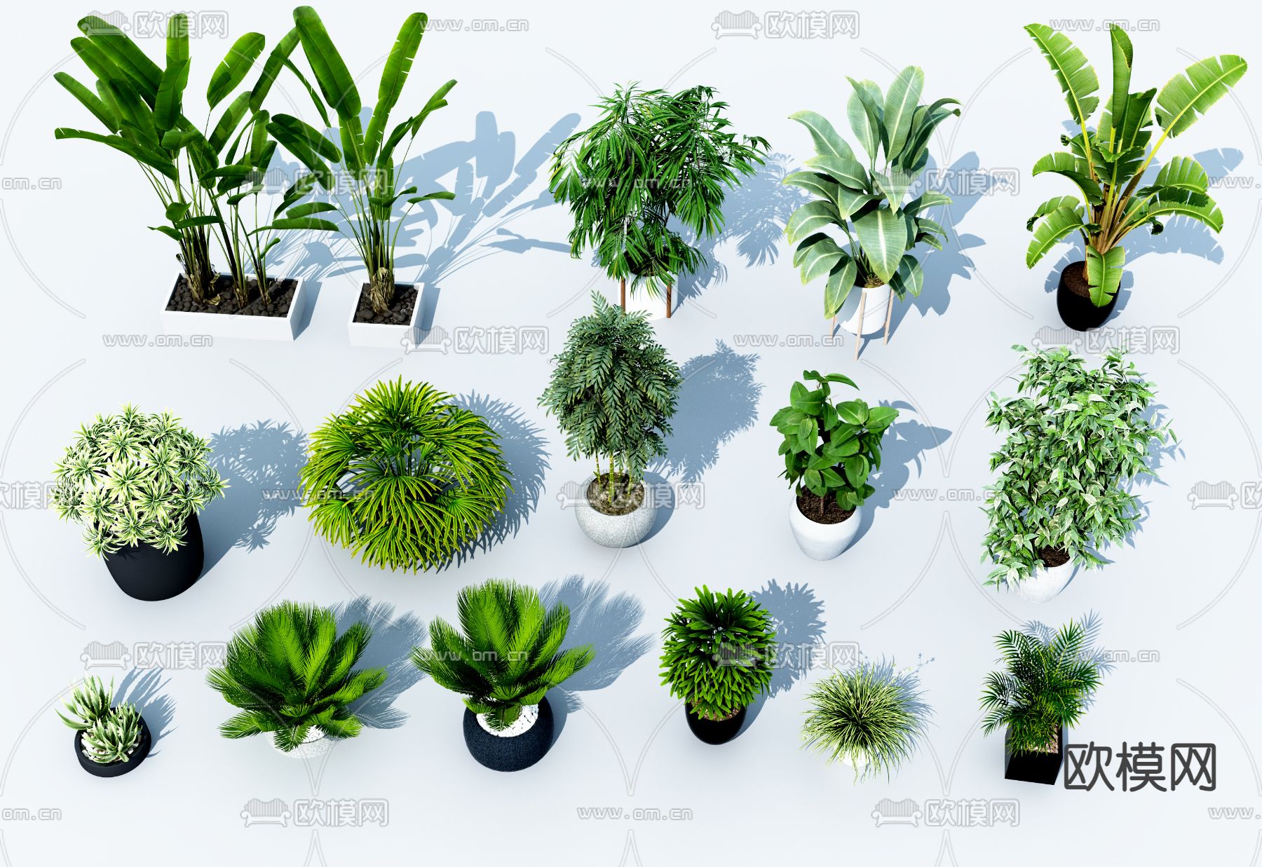 盆栽 盆景 芭蕉3d模型下载