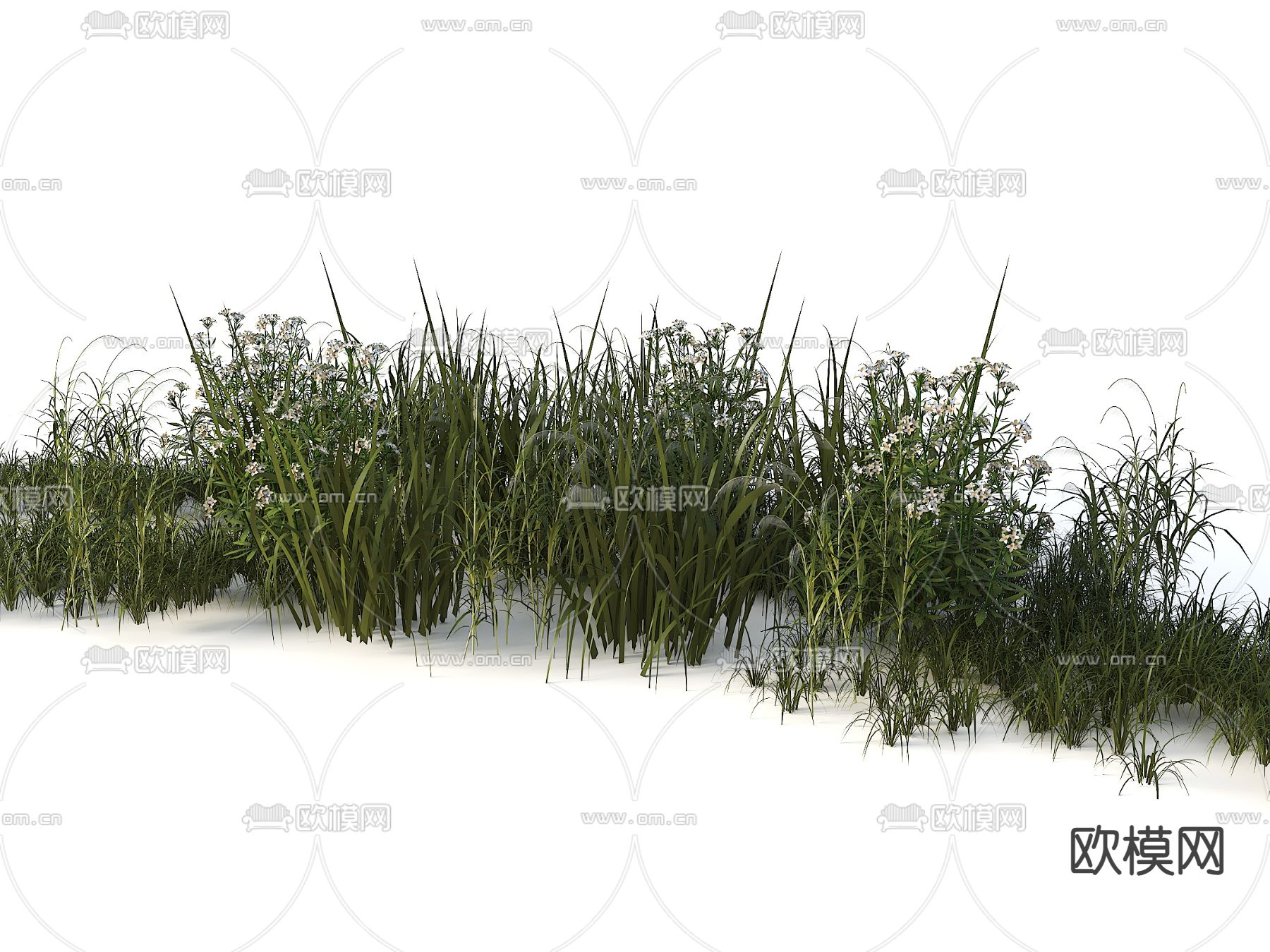 小草 野草 野花 芒草3d模型下载