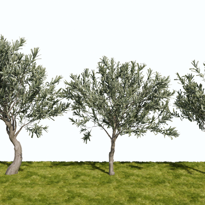  乔木 观赏树 树木su模型 