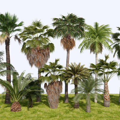  棕榈树 乔木 树木 灌木su模型 