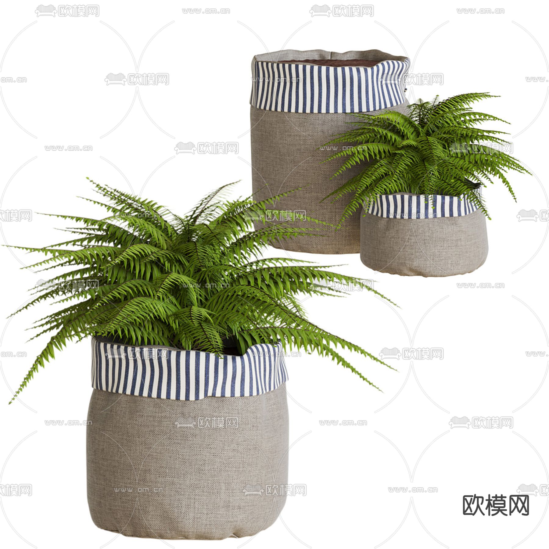 蕨类盆栽 绿植盆栽3d模型下载