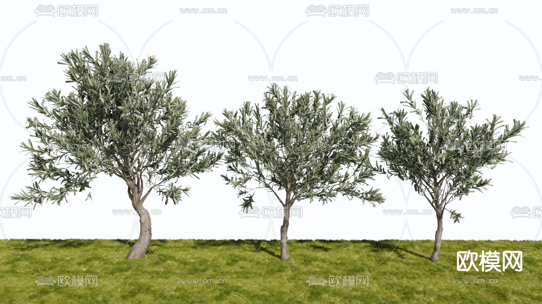 乔木 观赏树 树木su模型下载（渲染图2）