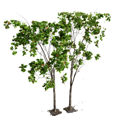  绿植 树木su模型 