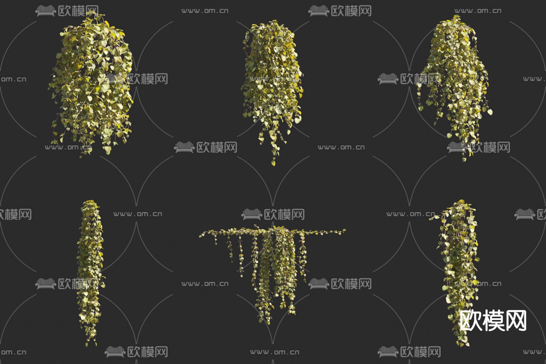 吊金钱 藤蔓 绿植3d模型下载