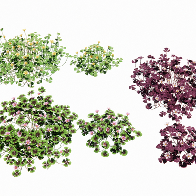  观赏草 景观草su模型 