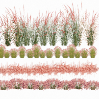  狼尾草 景观草su模型 