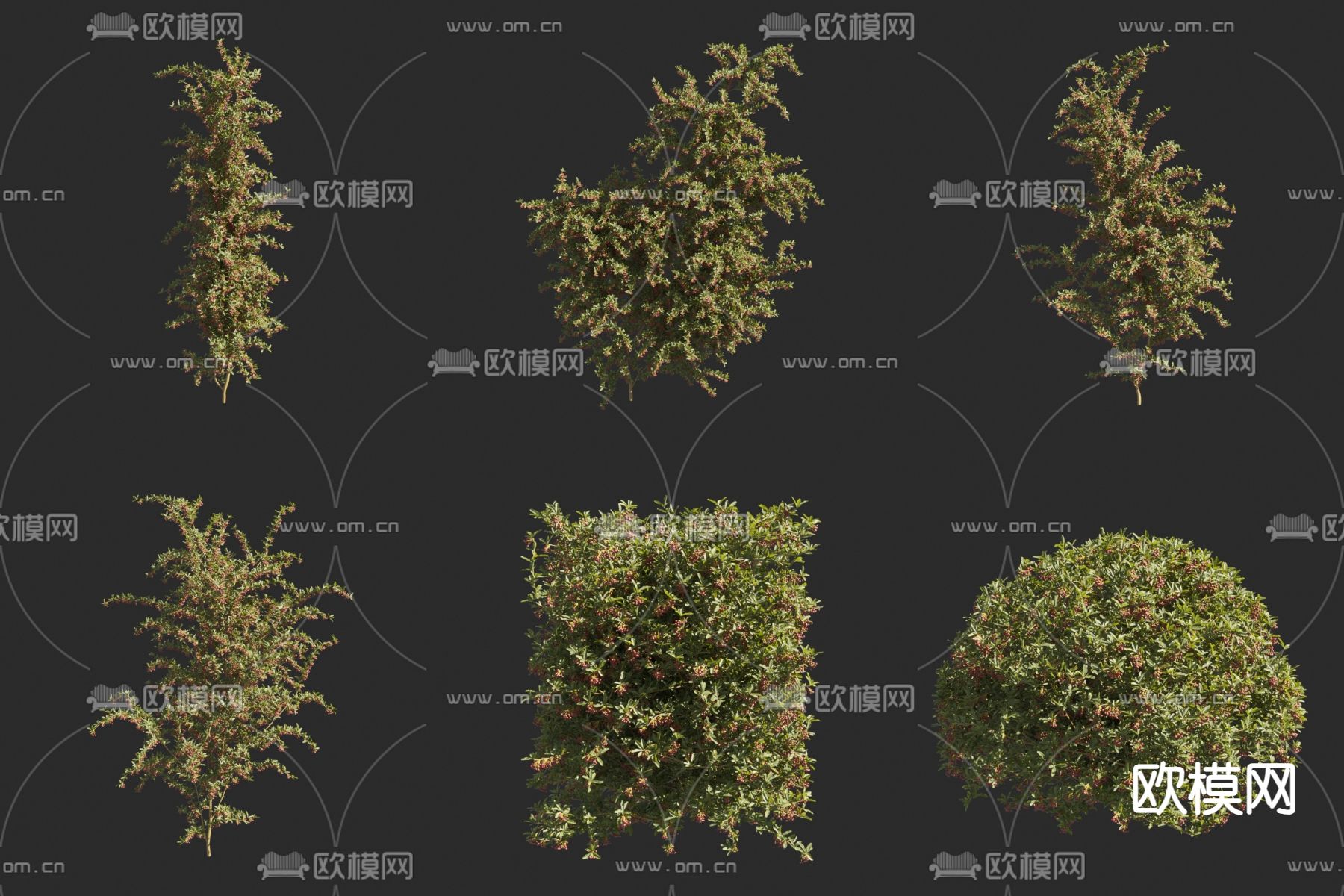 刺红果 灌木球 3d模型下载
