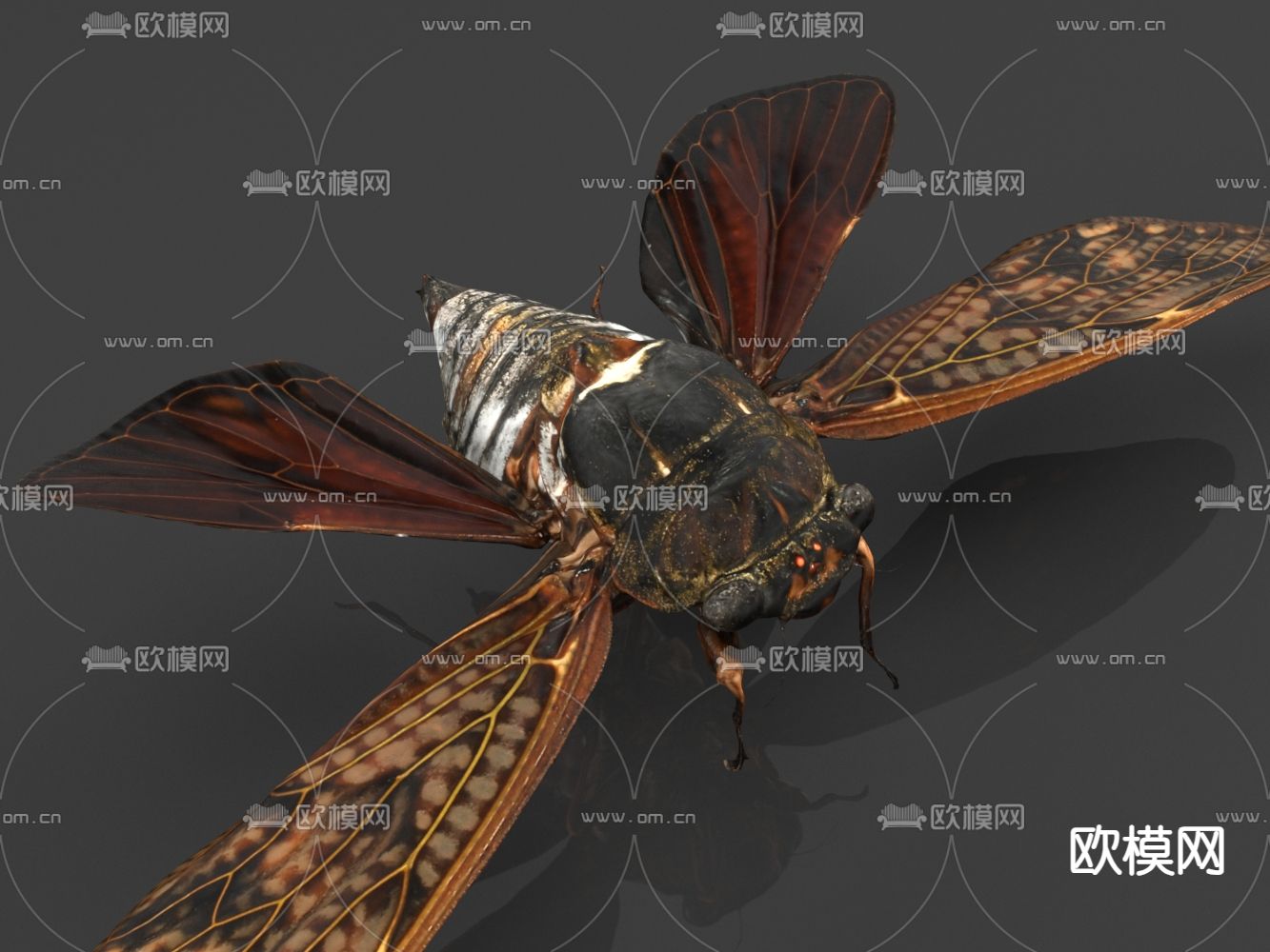 大黑蝉 蝉 虫子3d模型下载（渲染图1）