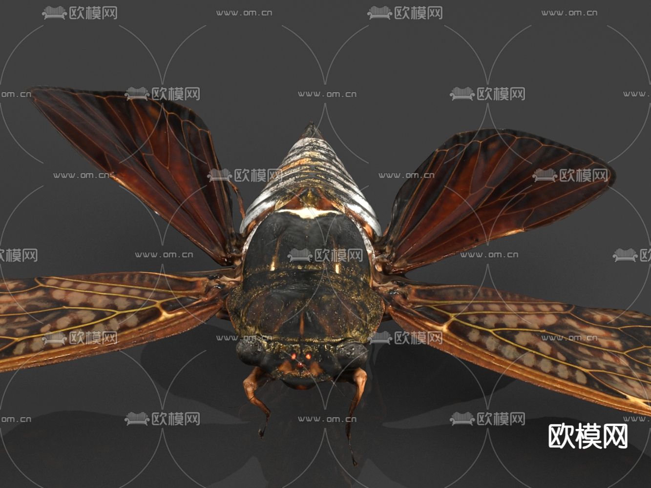 大黑蝉 蝉 虫子3d模型下载（渲染图2）