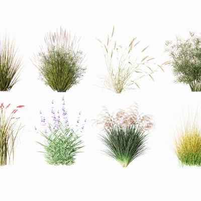  芦苇 景观草su模型 