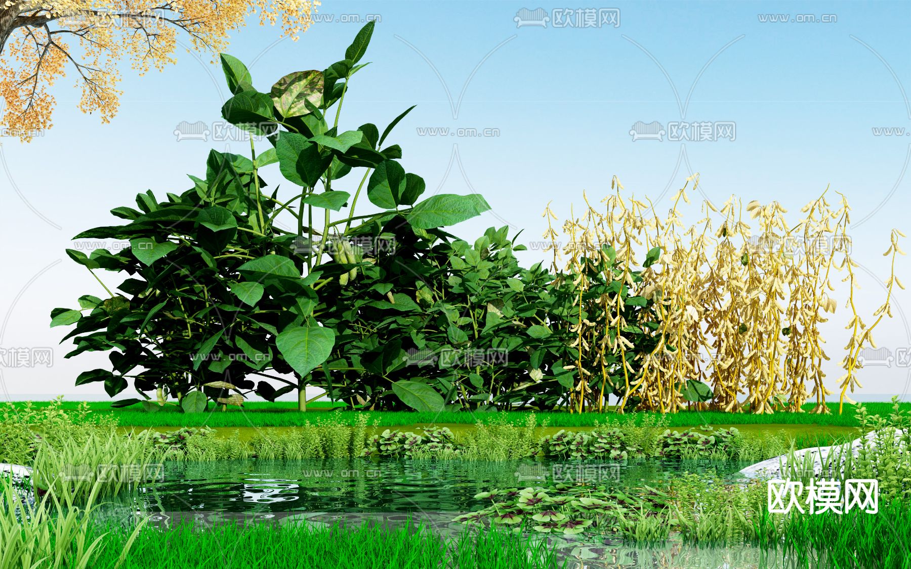 农作物 青豆3d模型下载