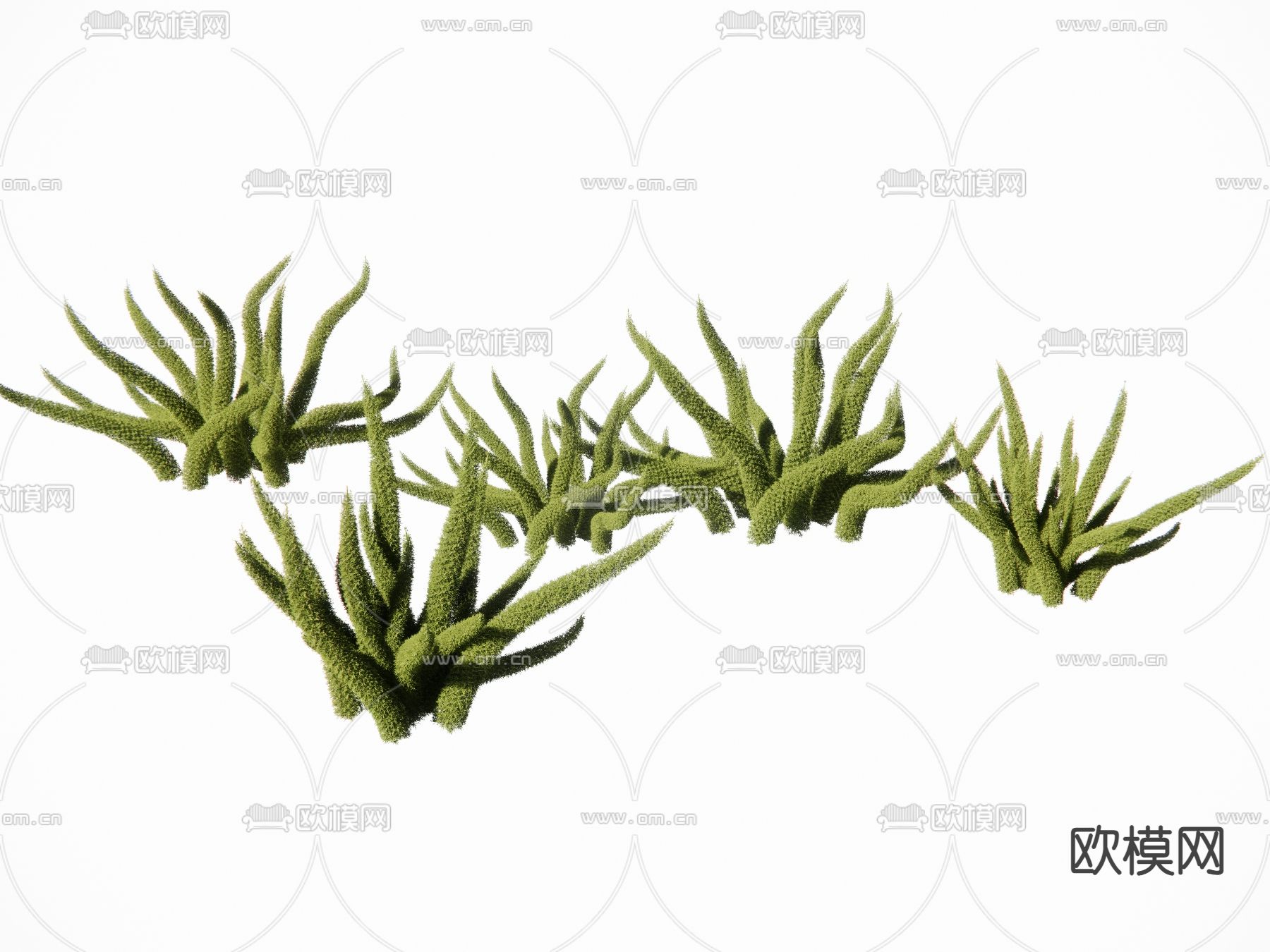 花草 狐尾 天门冬su模型下载（渲染图2）