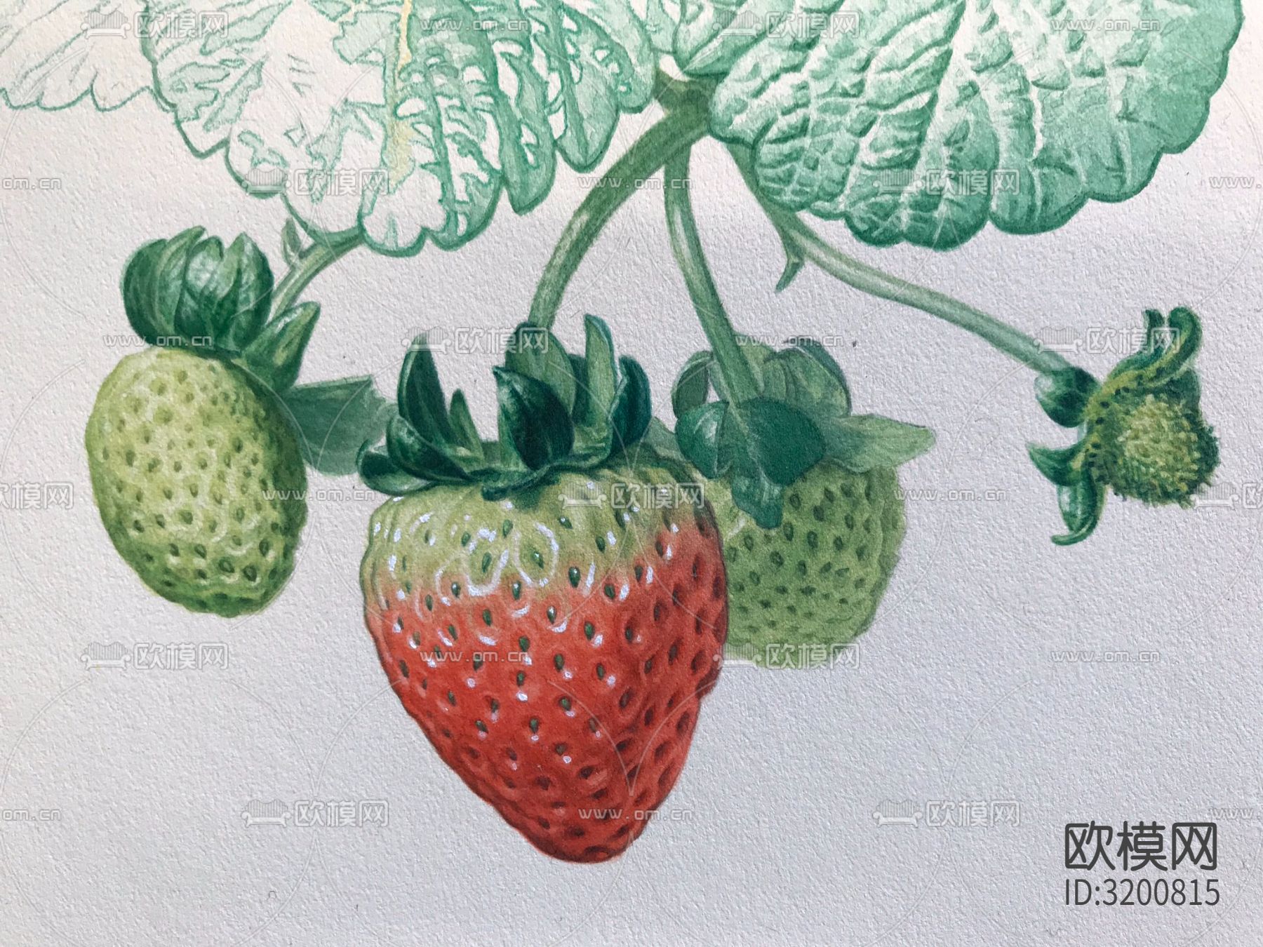 现代装饰画 草莓挂画贴图