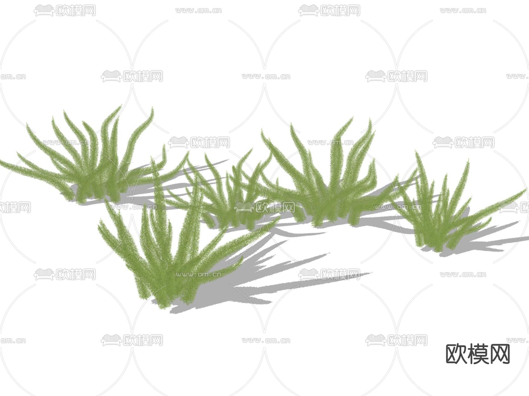 花草 狐尾 天门冬su模型下载（渲染图1）