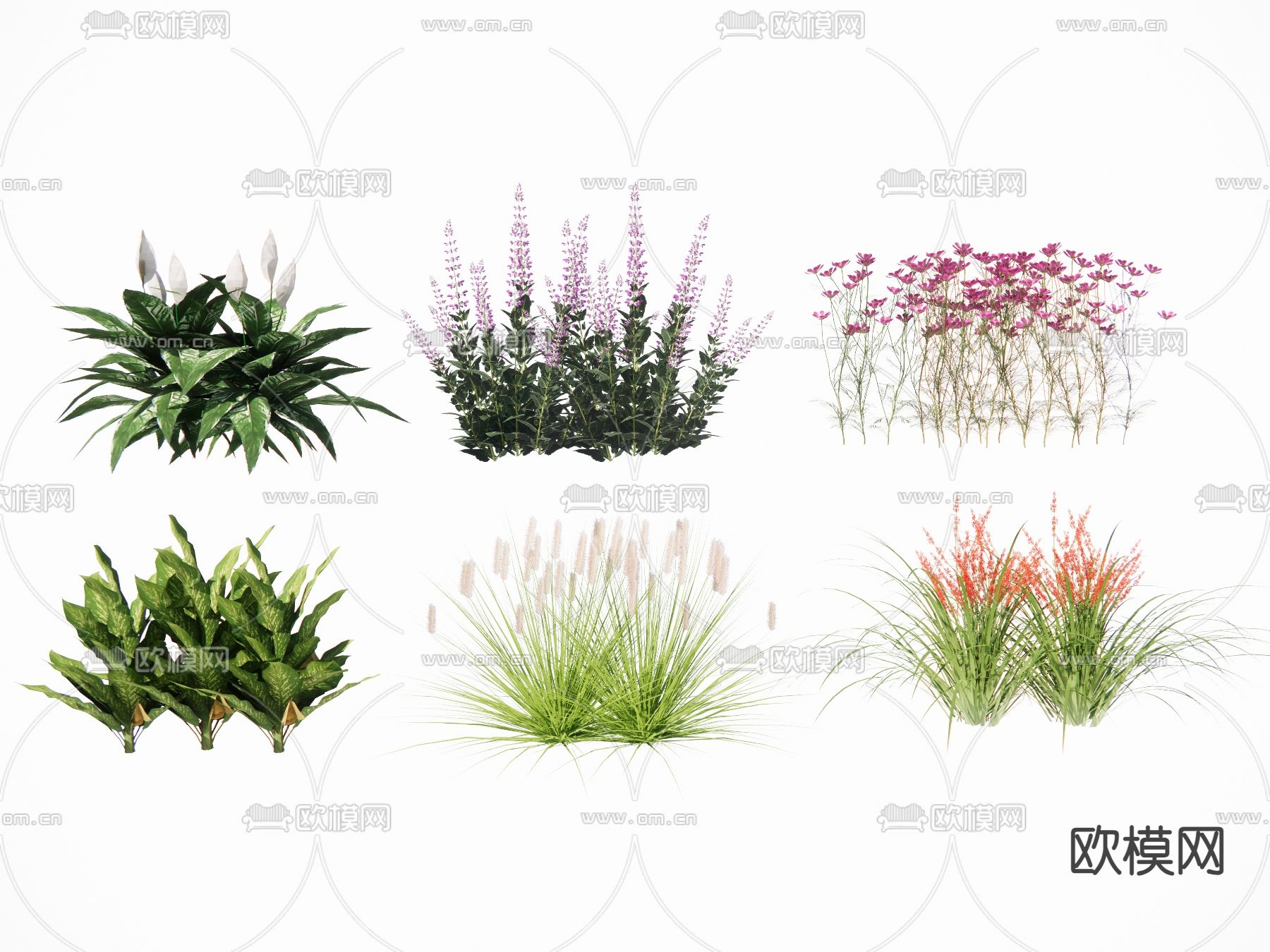 灌木 花卉 狼尾草su模型下载（渲染图2）