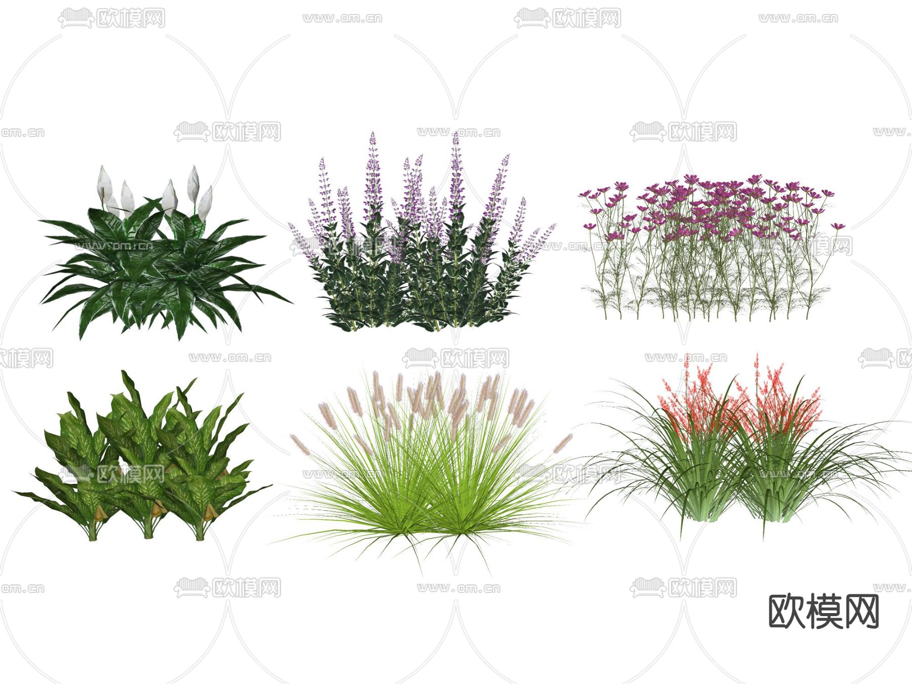 灌木 花卉 狼尾草su模型下载（渲染图1）