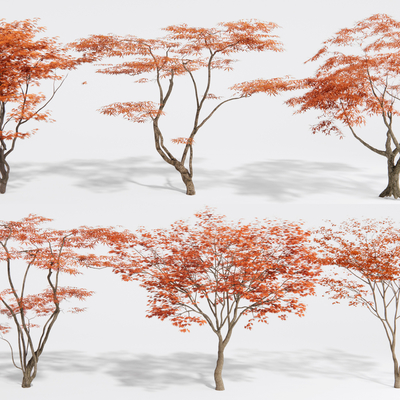  红枫树 景观树su模型 