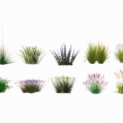  景观草 植物花草su模型 