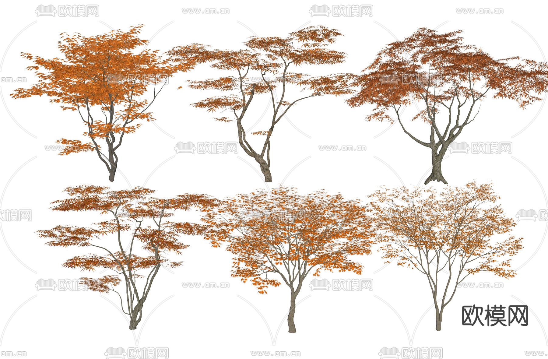 红枫树 景观树su模型下载（渲染图2）