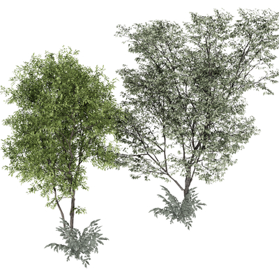  现代树木 户外植物 绿植su模型 