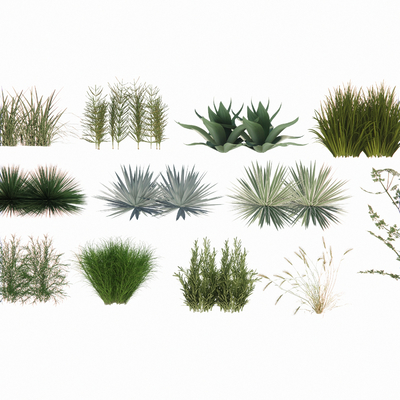 景观草 植物花草su模型 