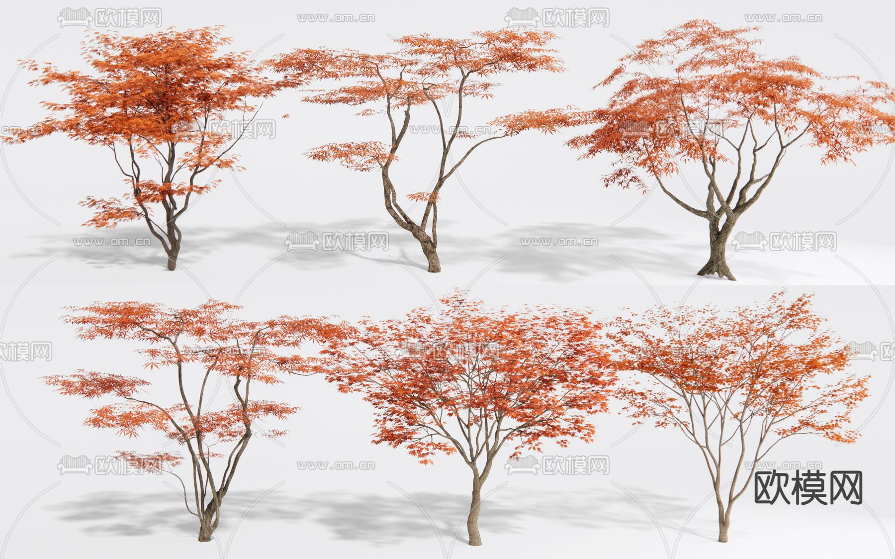 红枫树 景观树su模型下载（渲染图1）