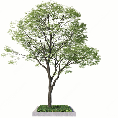  景观乔木 香樟树 行道树su模型 