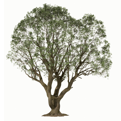  现代乔木 大树su模型 