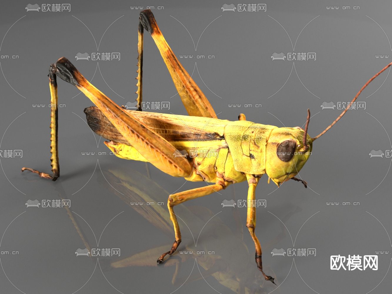 蚱蜢 蝗虫3d模型下载