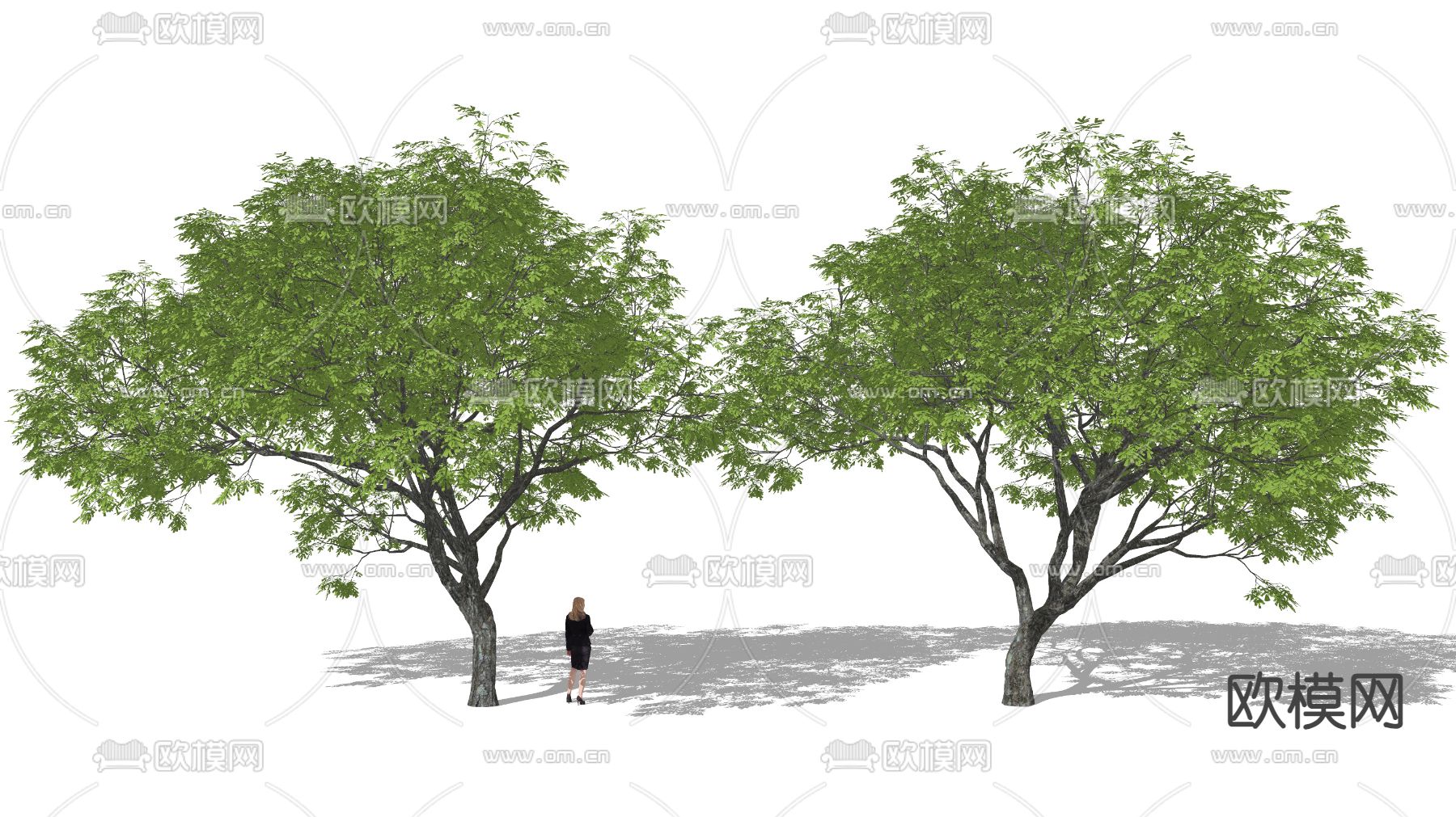 现代景观树su模型下载（渲染图1）