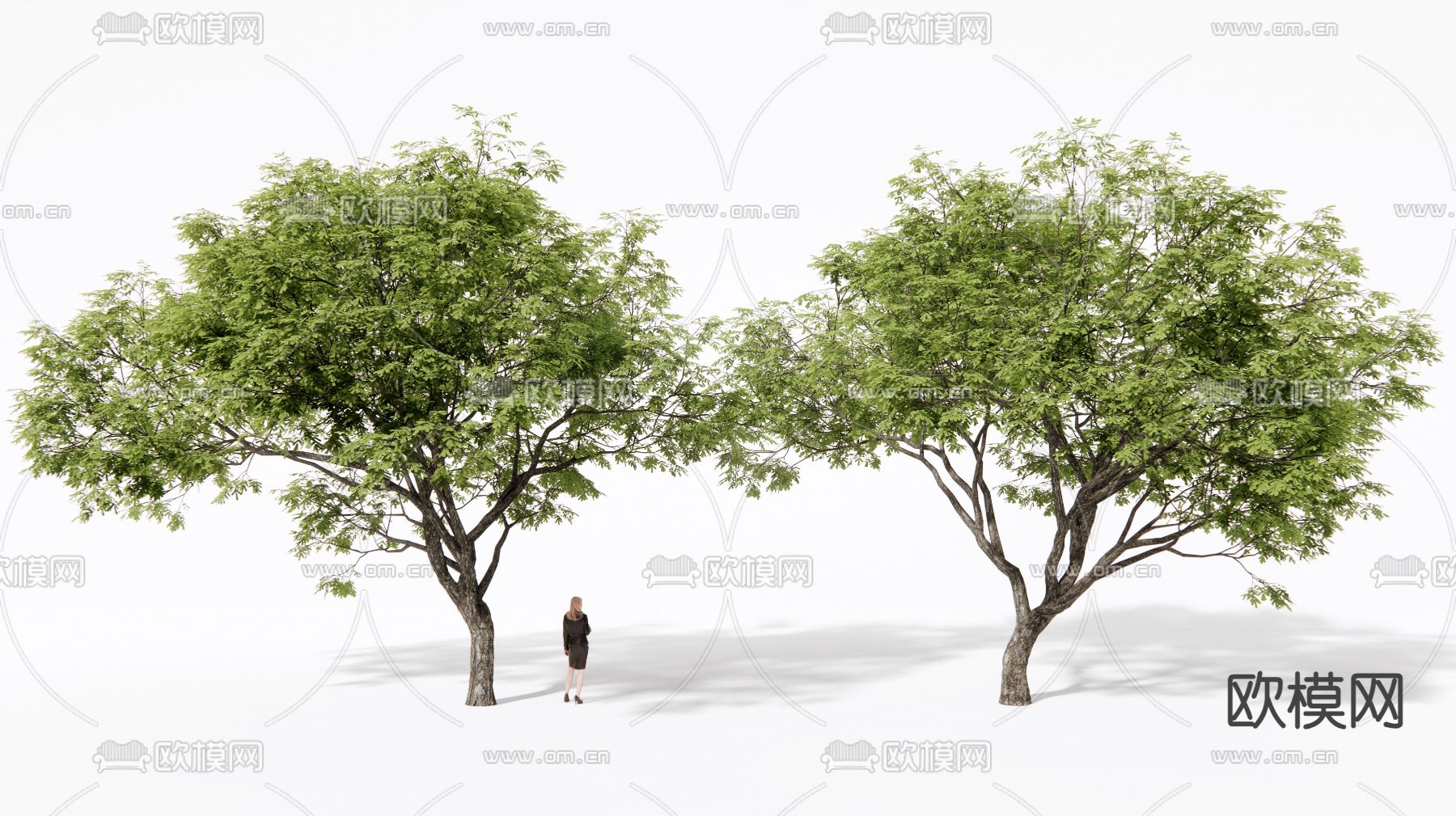 现代景观树su模型下载（渲染图2）