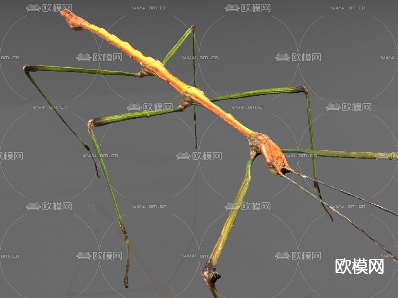 动物 昆虫 竹节虫3d模型下载