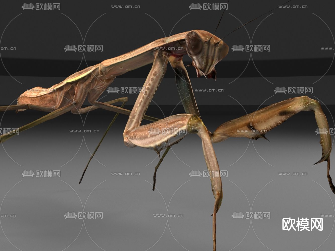 昆虫 巨螳螂 螳螂3d模型下载（渲染图1）
