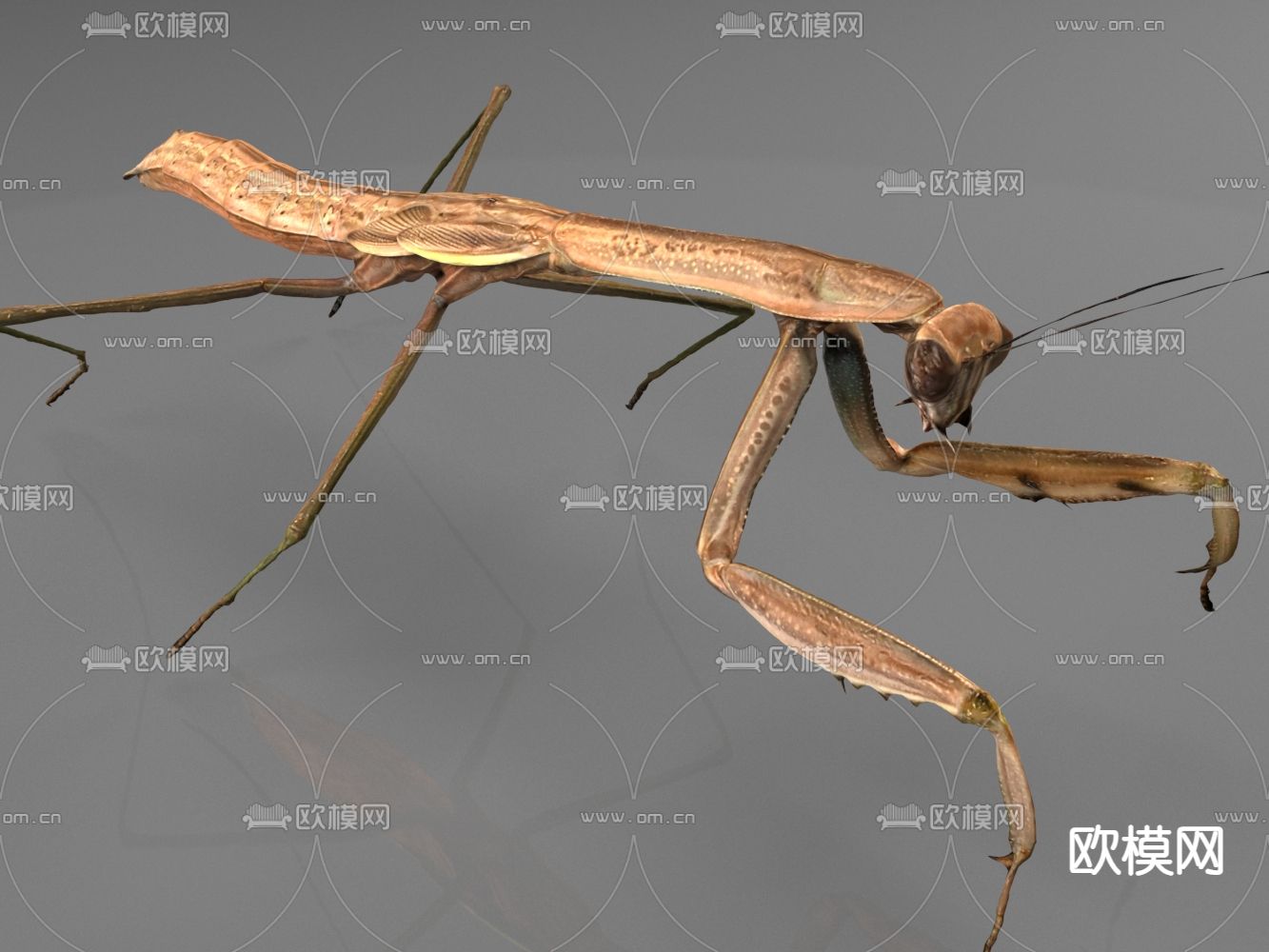 昆虫 巨螳螂 螳螂3d模型下载（渲染图2）