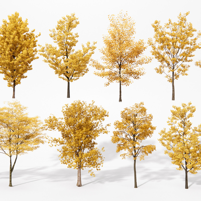  现代银杏树 景观树su模型 