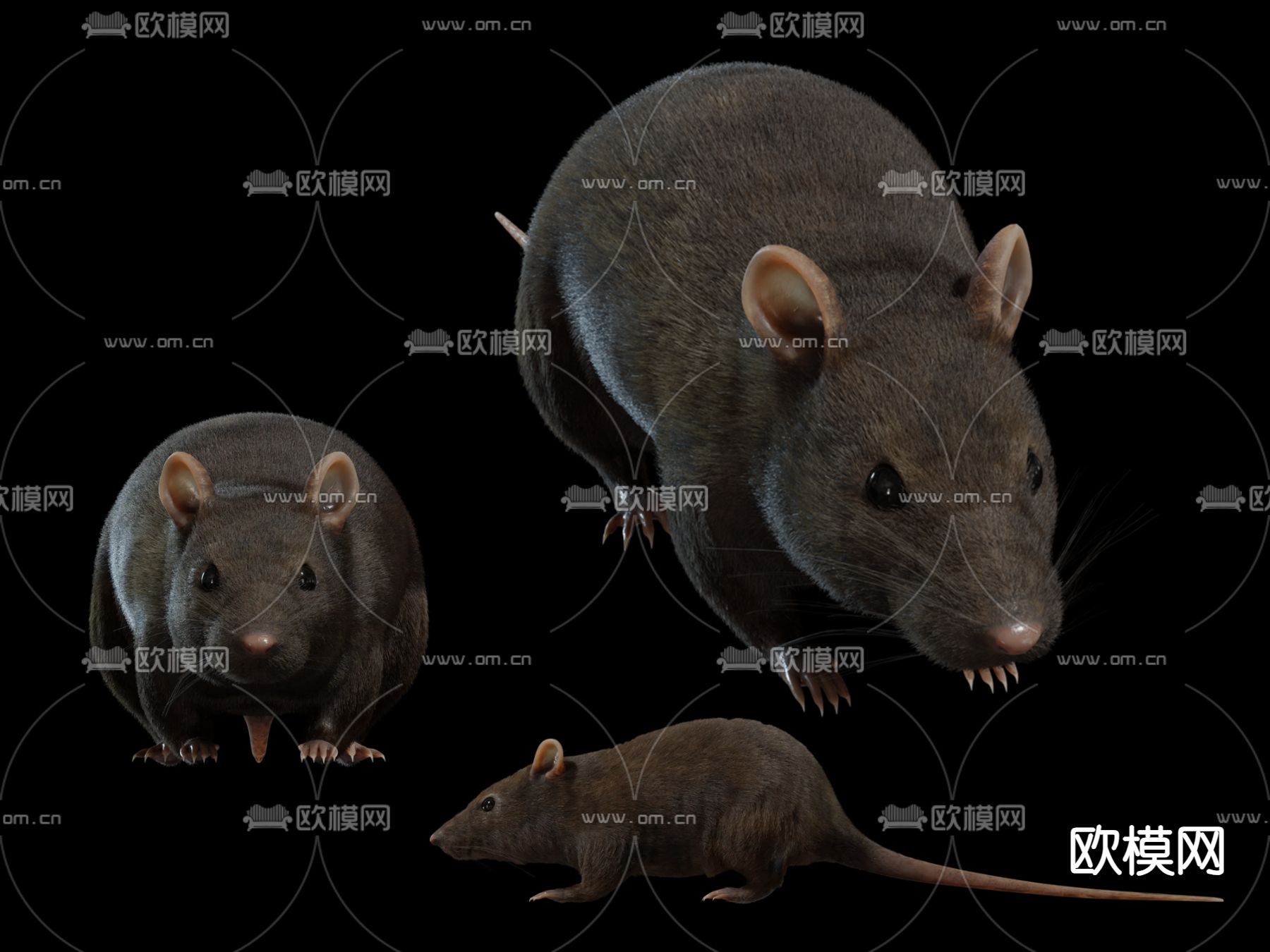 老鼠 过街老鼠 精细老鼠su模型下载（渲染图1）