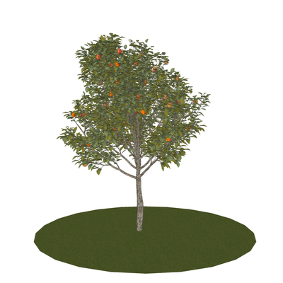  果树 苹果树su模型 