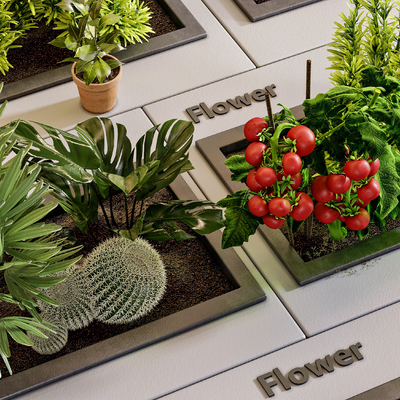  绿植仙人球 番茄su模型 