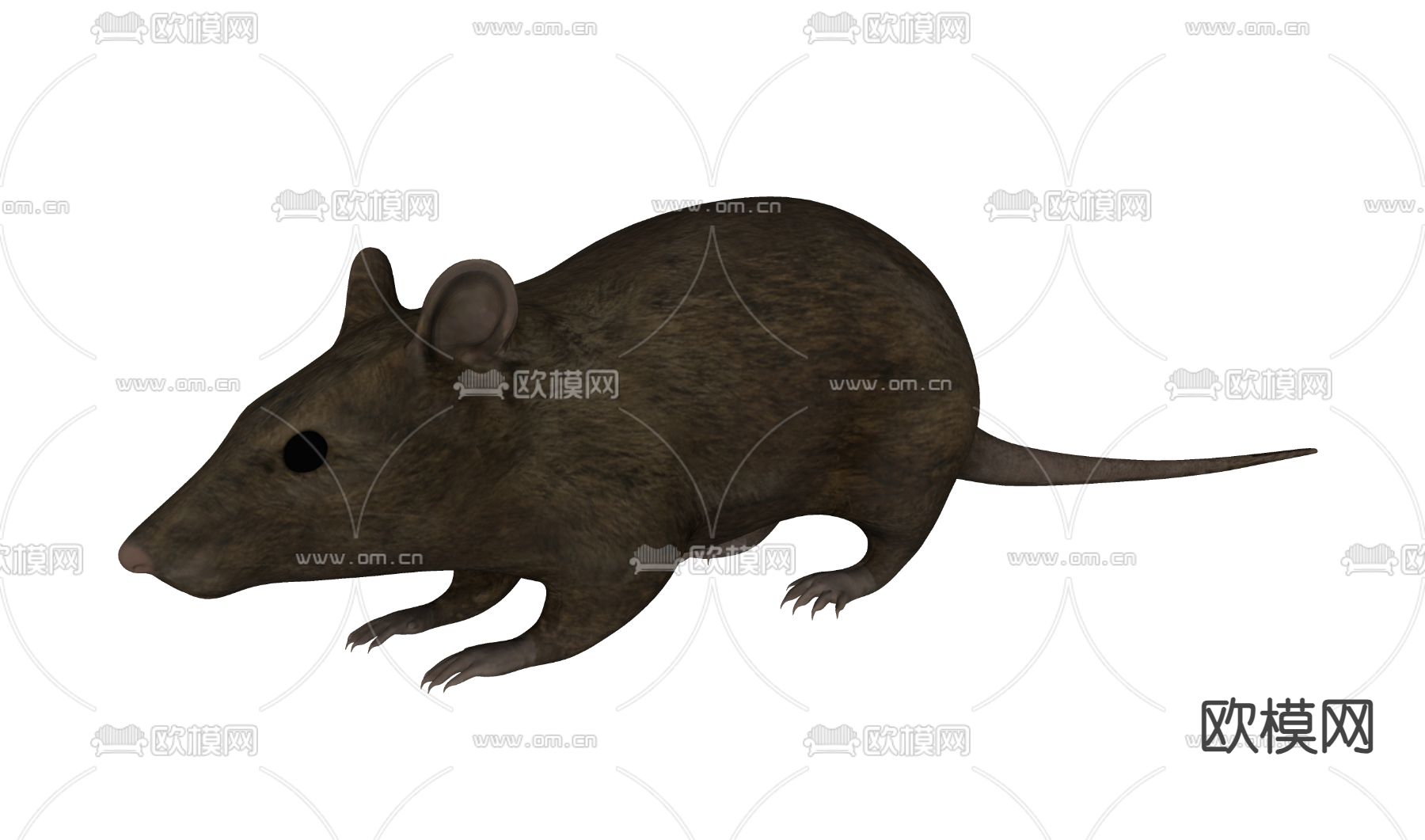 老鼠 过街老鼠 精细老鼠su模型下载（渲染图2）