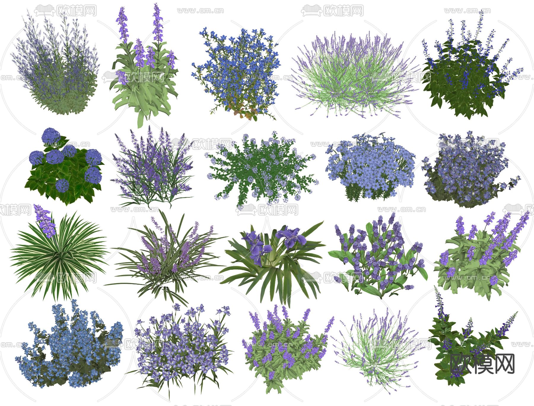 鼠尾草 鸢尾花 薰衣草 麦冬su模型下载（渲染图1）
